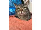 Adopt Camo a Brown or Chocolate Domestic Shorthair / Domestic Shorthair / Mixed