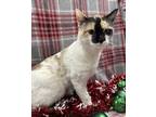 Adopt Mina-Felk+ a Cream or Ivory Siamese / Domestic Shorthair / Mixed cat in