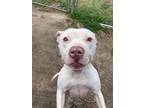 Adopt Zarina a White Mixed Breed (Large) / Mixed dog in Georgetown