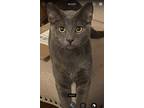 Adopt Rupert a Gray or Blue Domestic Shorthair / Domestic Shorthair / Mixed cat