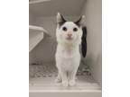 Adopt Leslie a White Domestic Longhair / Domestic Shorthair / Mixed cat in