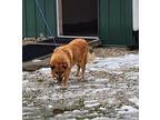 Adopt Jake a Red/Golden/Orange/Chestnut Mixed Breed (Large) / Mixed dog in Point