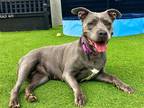 Adopt MORGAN a Gray/Blue/Silver/Salt & Pepper Pit Bull Terrier / Mixed dog in