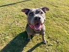 Adopt MORGAN a Gray/Blue/Silver/Salt & Pepper Pit Bull Terrier / Mixed dog in