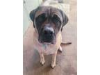 Adopt George a Mastiff / Mixed dog in Germantown, OH (39781021)