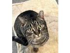 Adopt Ora a Black (Mostly) American Shorthair / Mixed (short coat) cat in
