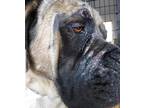 Adopt GARNET a Tan/Yellow/Fawn - with Black Mastiff / Mixed dog in Lake Waynoka