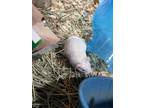 Adopt Puck a Albino or Red-Eyed White Hamster (short coat) small animal in