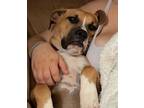 Adopt Samson Joe a Tan/Yellow/Fawn - with White Boxer dog in Aurora