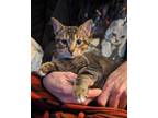 Adopt Tiny Tim a Brown Tabby Domestic Shorthair (short coat) cat in Trenton
