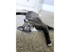 Adopt Maxx a Gray or Blue (Mostly) Domestic Shorthair (short coat) cat in