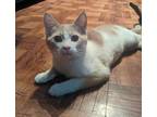 Adopt Peanut a Orange or Red Domestic Shorthair (short coat) cat in Trenton