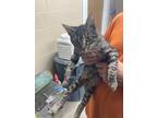 Adopt Bane a Domestic Shorthair / Mixed (short coat) cat in Sylvania