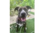 Adopt Lana a Brown/Chocolate - with White Mountain Cur / Shepherd (Unknown Type)