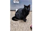 Adopt Mama Batts a All Black Domestic Mediumhair / Mixed (medium coat) cat in