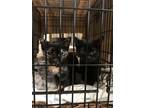 Adopt No Name - they are stray a All Black Domestic Shorthair / Mixed (short