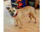 Adopt Princess (pending) a Tan/Yellow/Fawn - with Black Pit Bull Terrier /