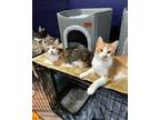 Adopt Theo (bonded with Willow) a Orange or Red (Mostly) Domestic Shorthair /