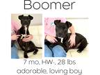 Adopt Boomer a Mixed Breed (Medium) / Mixed dog in Albany, GA (40584095)