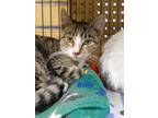 Adopt Rolly a Domestic Shorthair / Mixed (short coat) cat in Cedar Rapids