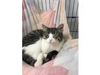 Adopt Gato a Gray or Blue (Mostly) Domestic Shorthair (short coat) cat in