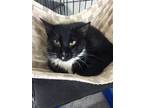 Adopt Quinn a Black & White or Tuxedo American Shorthair (short coat) cat in