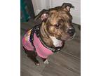 Adopt Kali a Brindle - with White Pit Bull Terrier / Boxer / Mixed dog in