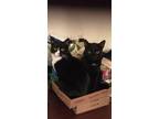 Adopt Pepper and HeiHei a Black & White or Tuxedo Domestic Shorthair (short