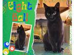 Adopt Eight Ball a All Black Domestic Shorthair / Mixed cat in Hamilton