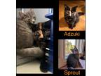 Adopt Sprout a Brown Tabby Domestic Shorthair (short coat) cat in Stratford