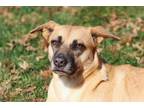 Adopt Andy a Brown/Chocolate - with Black German Shepherd Dog / Mixed dog in