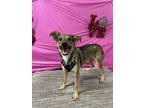 Adopt Sammy a Brown/Chocolate - with Tan Shepherd (Unknown Type) / Mixed Breed