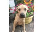 Adopt Fannie a Tan/Yellow/Fawn Mixed Breed (Medium) dog in Ola, AR (40593399)