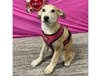 Adopt Juliet a White - with Tan, Yellow or Fawn Labrador Retriever / Mixed Breed