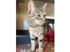 Adopt Dharma a Brown Tabby Domestic Shorthair / Mixed (short coat) cat in