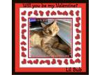 Adopt Lil Bub a Orange or Red Tabby Domestic Shorthair (short coat) cat in Snow
