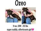 Adopt Oreo a Mixed Breed (Medium) / Mixed dog in Albany, GA (40584113)