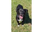 Adopt Yogi a Labrador Retriever / Mixed Breed (Medium) / Mixed dog in Saint