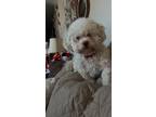 Adopt Muffy a White Maltipoo / Mixed dog in Union Grove, WI (40592322)