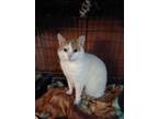 Adopt Raymond a White (Mostly) Domestic Shorthair (short coat) cat in Warren