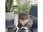 Adopt Little Kitty a Brown Tabby Domestic Shorthair / Mixed (short coat) cat in