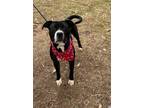 Adopt Rocky a Black - with White American Staffordshire Terrier / Mixed dog in