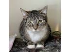 Adopt Sam a Brown Tabby Domestic Shorthair (short coat) cat in Victor