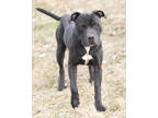 Adopt Garrison a Black American Pit Bull Terrier / Mixed Breed (Medium) / Mixed