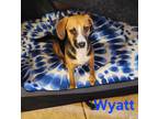 Adopt Wyatt a Tricolor (Tan/Brown & Black & White) Beagle / Terrier (Unknown
