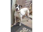 Adopt Maison a White Mixed Breed (Small) / Mixed (short coat) dog in Chamblee