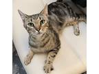 Adopt David a Brown Tabby Domestic Shorthair (short coat) cat in Deland