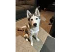 Adopt Korra a White - with Black Husky / Mixed dog in Louisville, KY (40590628)