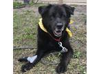 Adopt SHALLOW a Black Mixed Breed (Large) / Mixed dog in Port St Lucie