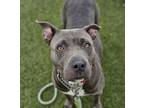 Adopt CLEMENTINE a Gray/Blue/Silver/Salt & Pepper Mixed Breed (Medium) / Mixed